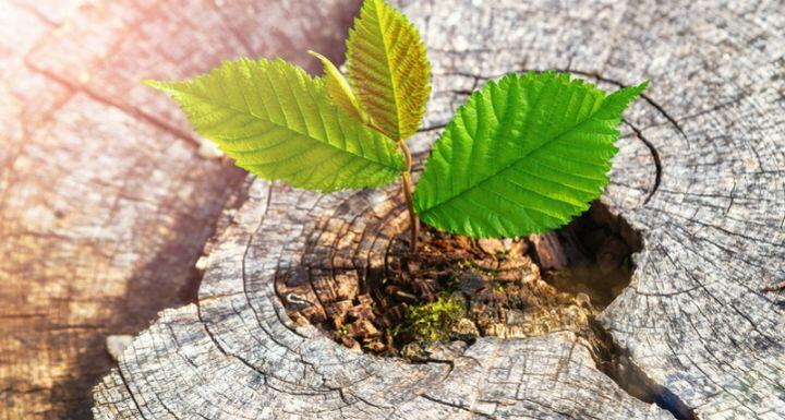 A strong seedling growing in the center trunk on cut stump