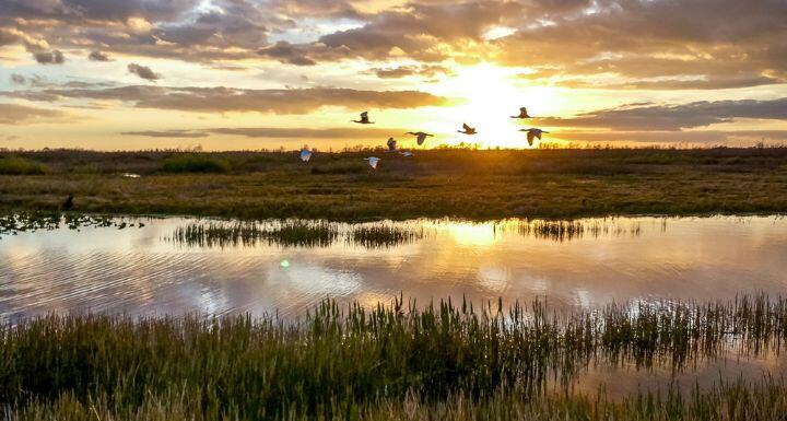 Birds flying in the sunset swamp