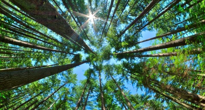 upward view of dense pine forest with blue sky