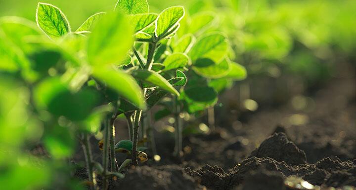 Seedlings growing out of soil