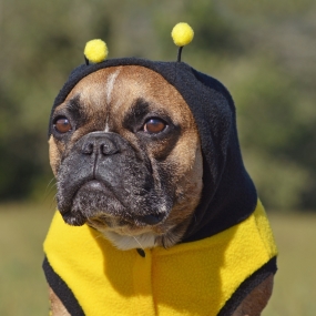 Dog in bee costume