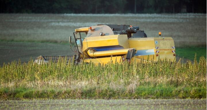Farm machine harvesting hemp plants