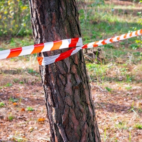 Red and White fenced tree