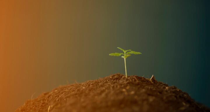 Hemp plant sprout growing out of soil