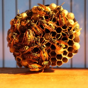 Round Bee hive